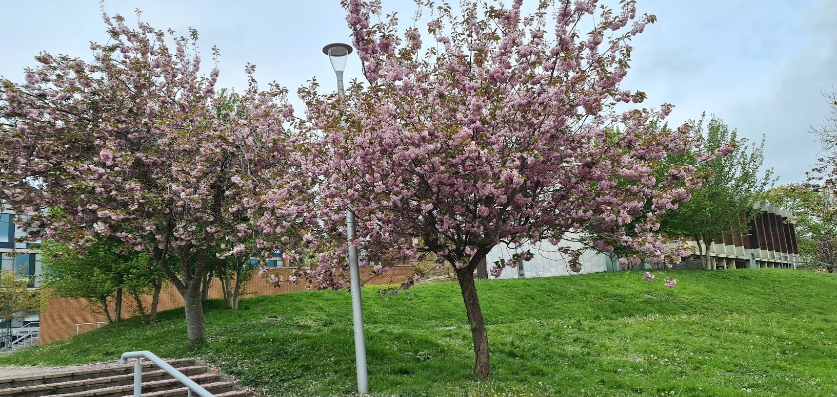 Blossom trees on Sussex campus, 2024.