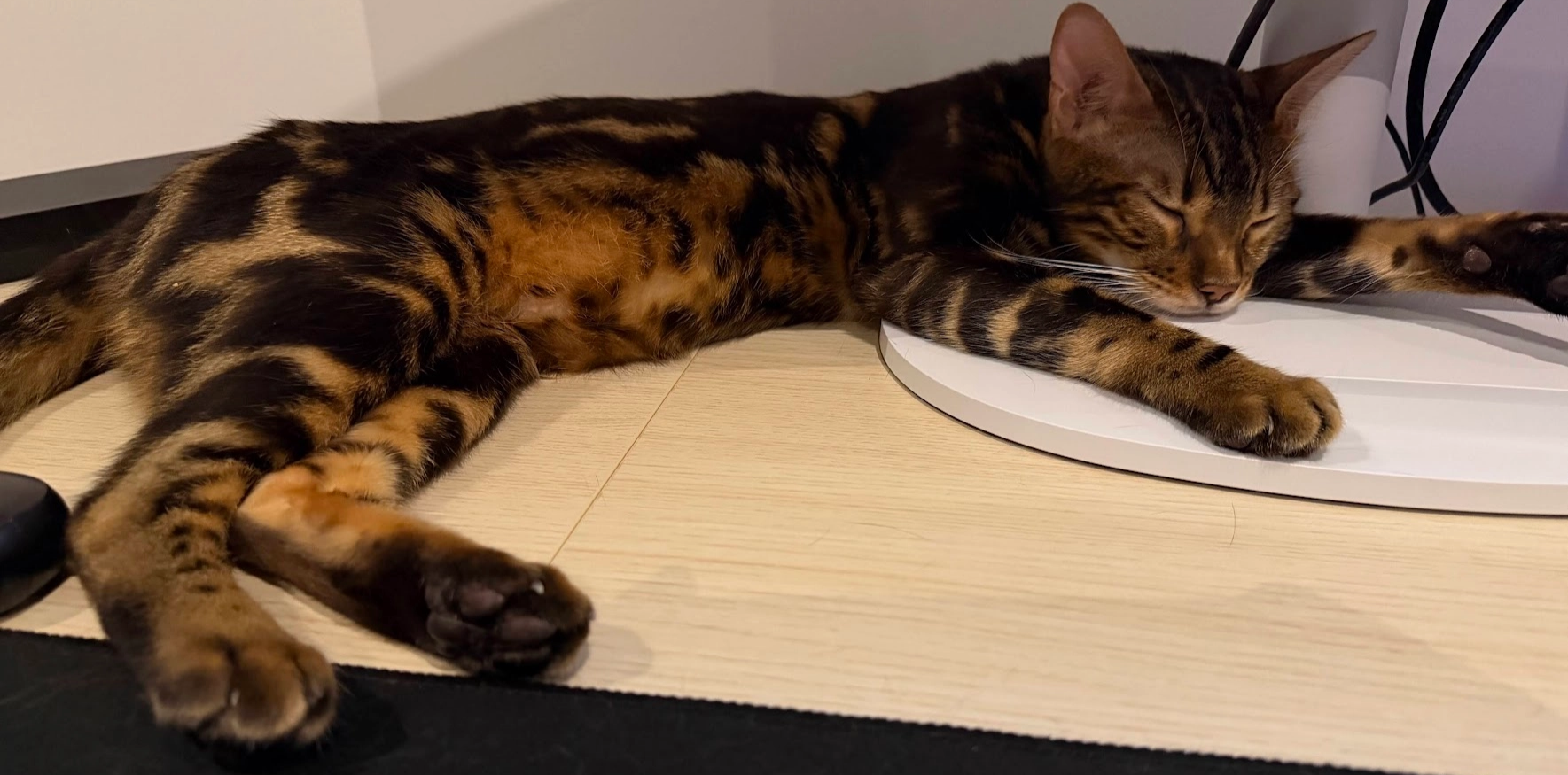 Chai the Bengal