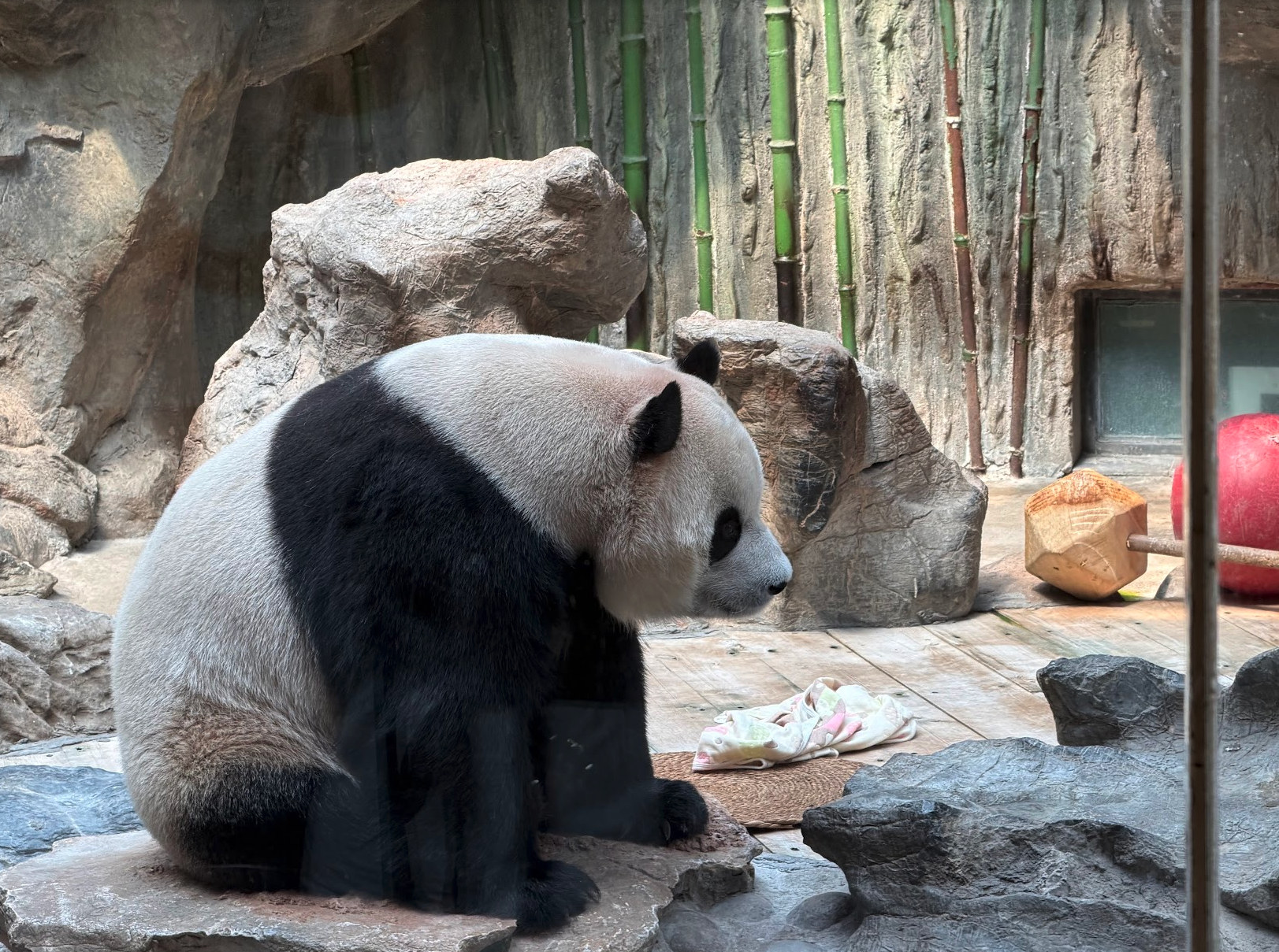 Panda at Beijing Zoo.