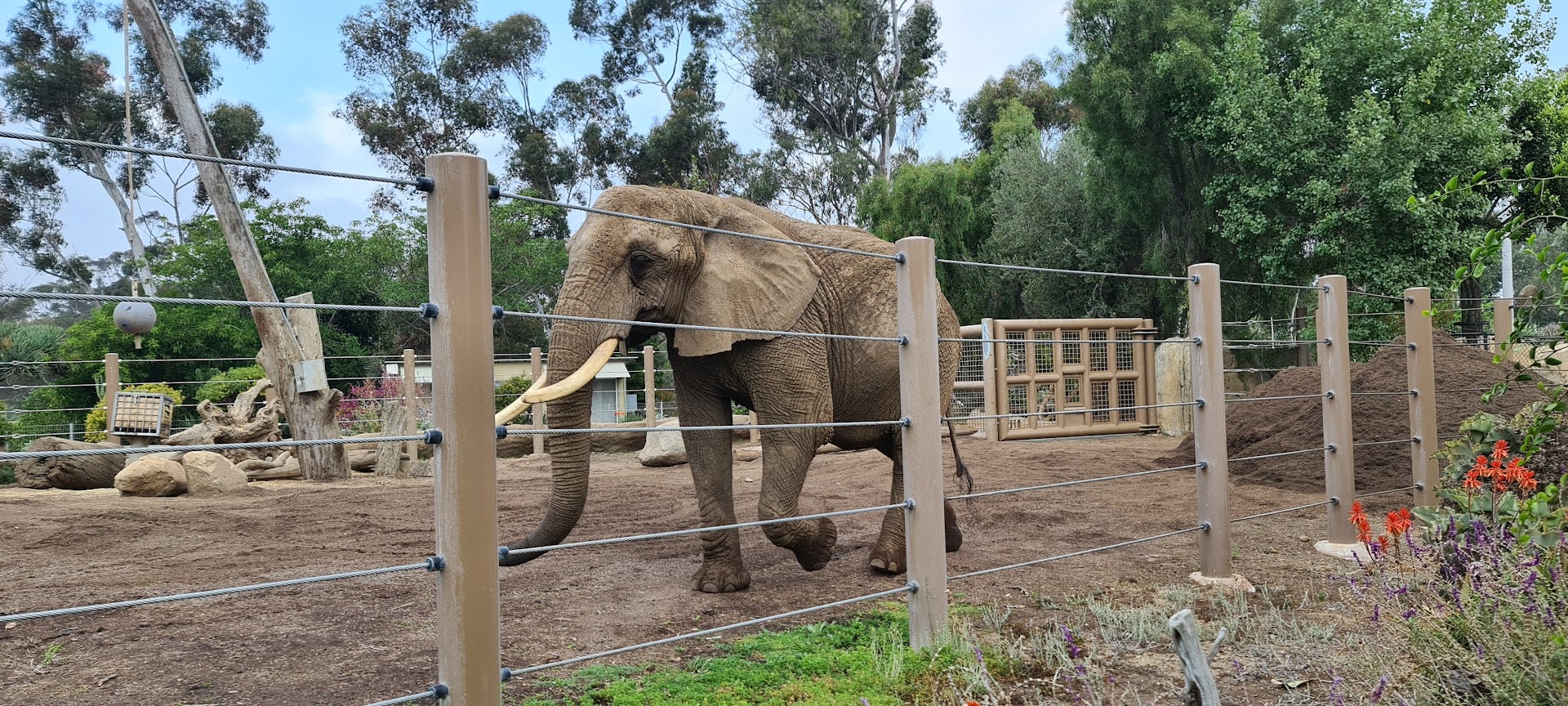 An absolute unit of an Elephant, San Diego Zoo.